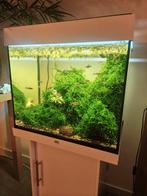 Juwel Lido 120 aquarium, Dieren en Toebehoren, Vissen | Aquaria en Toebehoren, Ophalen, Zo goed als nieuw, Gevuld zoetwateraquarium