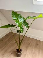 Alocasia Portodora #1, Ophalen, Halfschaduw, Minder dan 100 cm