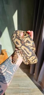 0.1 Leopard Spotnose Het Clown, Slang