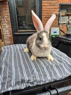 Super mooie en grote reus baby super tam, Dieren en Toebehoren, Konijnen, Mannelijk, Groot
