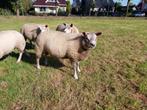 Dekram, Dieren en Toebehoren, Schapen, Geiten en Varkens, Mannelijk, Schaap, 0 tot 2 jaar