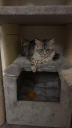 Mooie Maine Coon Kittens, Dieren en Toebehoren, Katten en Kittens | Raskatten | Langhaar, Meerdere dieren, Gechipt, 0 tot 2 jaar