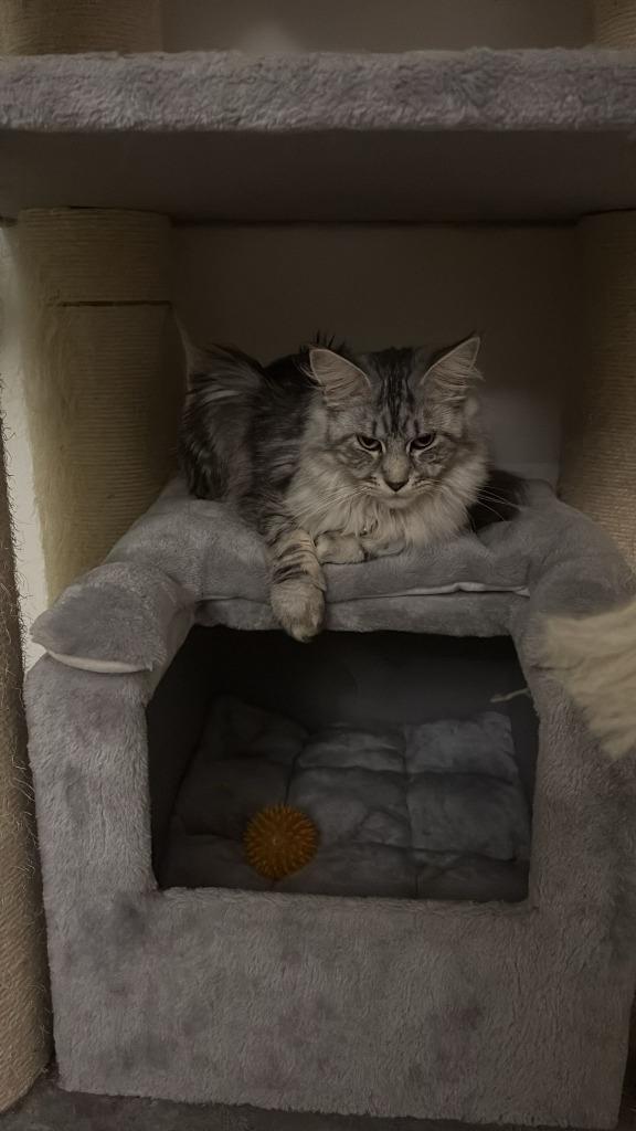 Mooie Maine Coon Kittens, Dieren en Toebehoren, Katten en Kittens | Raskatten | Langhaar, Meerdere dieren, 0 tot 2 jaar, Gechipt