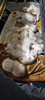 Brits korthaar & scottish fold, Dieren en Toebehoren, Katten en Kittens | Raskatten | Korthaar, Meerdere dieren, Ingeënt