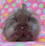 Bruin bont dwerg baard konijntje voedster, Dieren en Toebehoren, Konijnen, Vrouwelijk, Dwerg, 0 tot 2 jaar