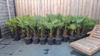 Trachycarpus wagnerianus 120cm palmboom, Tuin en Terras, Planten | Bomen, Volle zon, Ophalen of Verzenden, 100 tot 250 cm, Zomer