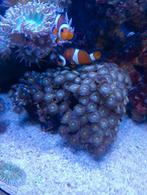 Zoanthus nirvana  150 a 200 poliepn koraal en andere stekjes, Dieren en Toebehoren, Overige typen