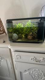 Aquarium superfish home 25, Dieren en Toebehoren, Vissen | Aquaria en Toebehoren, Ophalen of Verzenden, Zo goed als nieuw, Verlichting of Verwarming