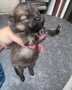 Rasecht Bearface Pomeranians Pomeriaan pups nu te reserveren, Dieren en Toebehoren, Honden | Poolhonden, Keeshonden en Oertypen