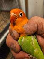 Hele jonge opaline fisheri, Dieren en Toebehoren, Geslacht onbekend, Dwergpapegaai of Agapornis, Tam