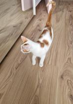 Liefdevol kitten zoekt huisje, Kater