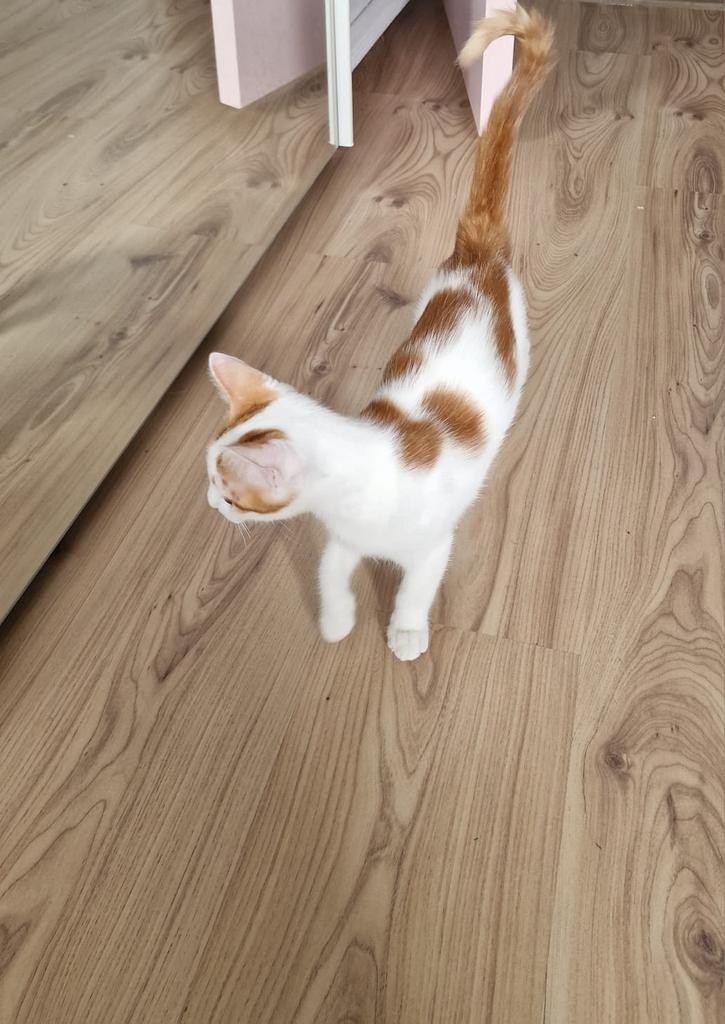 Liefdevol kitten zoekt huisje, Dieren en Toebehoren, Katten en Kittens | Overige Katten, Kater