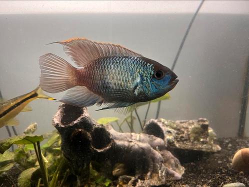 cichlide  - Electric Blue Acara ca -15 cm, Dieren en Toebehoren, Vissen | Aquariumvissen, Vis