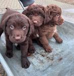 3 mooie labrador/stabij X Wetterhoun pups, Dieren en Toebehoren, 8 tot 15 weken, Meerdere, Nederland, Particulier