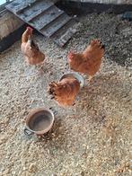 New Hampshire hennen, Dieren en Toebehoren, Pluimvee, Vrouwelijk, Kip