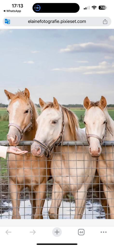 2 prachtige champagne Quarter Hoses, Dieren en Toebehoren, Paarden, Merrie, 0 tot 2 jaar, Recreatiepaard