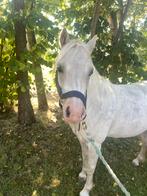 Te koop: super lieve welsh pony, Dieren en Toebehoren, Pony's, Merrie, Recreatiepony, 3 tot 6 jaar