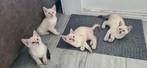 Lieve Ragdoll X Siamees kittens ! ️, Meerdere dieren, Kortharig, 0 tot 2 jaar