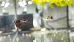 Black Metal Lace guppy, Dieren en Toebehoren, Vis