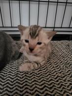 Snow lynx kitten te koop, Kater, Ontwormd, 0 tot 2 jaar