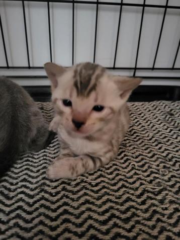 Snow lynx kitten te koop  beschikbaar voor biedingen