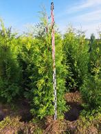 Thuja occidentalis 'Brabant' 80 t/m 200 cm coniferen, Tuin en Terras, Planten | Bomen, Ophalen