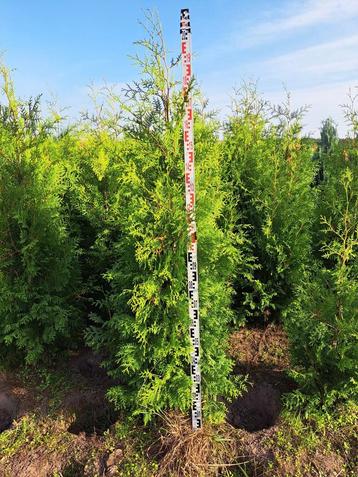 Thuja occidentalis 'Brabant' 80 t/m 200 cm coniferen