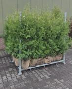 Mooie coniferen Thuja brabant, Tuin en Terras, Planten | Struiken en Hagen, Ophalen of Verzenden, Conifeer, 100 tot 250 cm