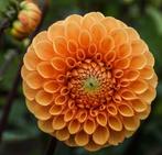 Dahlia knollen te koop, Ophalen