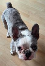 Lieve Muis Franse Bulldog teeftje, Dieren en Toebehoren, Particulier, Rabiës (hondsdolheid), 15 weken tot 1 jaar, Buitenland