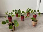 7 Pannenkoekplanten (Pilea Peperomioides) - 2 euro per stuk, Ophalen, Halfschaduw, Minder dan 100 cm