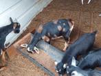 dwergbokje black en tan met maanvlekken   van  2025, Dieren en Toebehoren, Schapen, Geiten en Varkens, Mannelijk, Geit, 0 tot 2 jaar