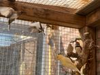 Japanse meeuwtjes, Dieren en Toebehoren, Meerdere dieren