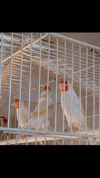 Putter major satinet man, Dieren en Toebehoren, Vogels | Kanaries, Meerdere dieren, Bastaard