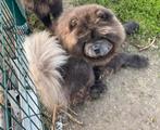 Prachtige blauwe Chow Chow dekreu, Dieren en Toebehoren, Honden | Poolhonden, Keeshonden en Oertypen, Rabiës (hondsdolheid), Eén hond
