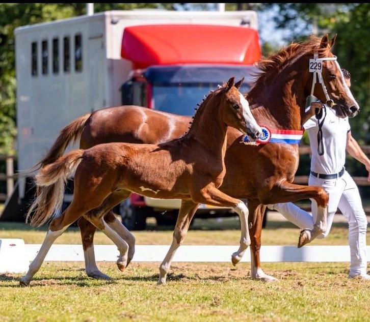 Tuigpaard veulenkampioen JongKWPN keuring, Dieren en Toebehoren, Paarden, Hengst, 0 tot 2 jaar