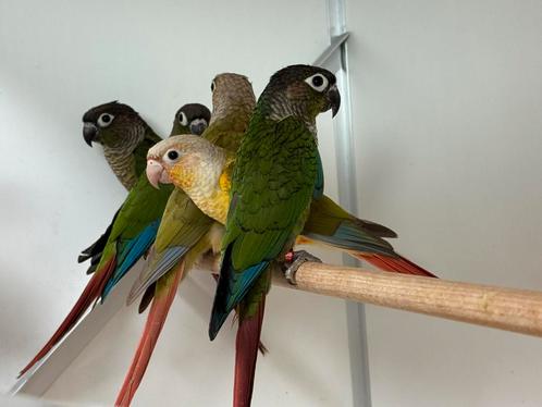 Groenwangparkiet - pyrrhura molinae, Dieren en Toebehoren, Vogels | Parkieten en Papegaaien, Parkiet, Meerdere dieren, Geringd