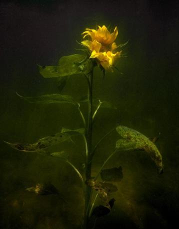Gezocht Elspeth Diederix Zonnebloem Parool beschikbaar voor biedingen