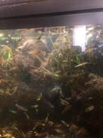 Plus minus 80 vissen endler guppen ch. Danio, Vis