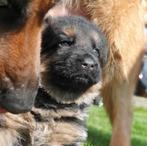 Pups duitse herder., Dieren en Toebehoren, Honden | Herdershonden en Veedrijvers, CDV (hondenziekte), Meerdere, 8 tot 15 weken