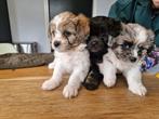 Boomer pups. Gelegenheidsnestje, Dieren en Toebehoren, 8 tot 15 weken, CDV (hondenziekte), Meerdere, Meerdere dieren