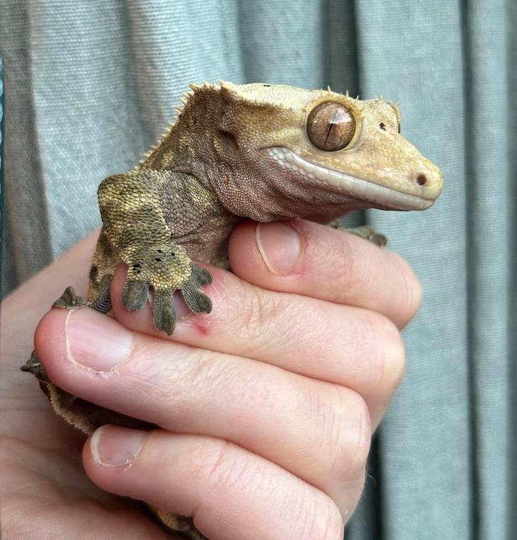 Wimpergekko man harlequin dalmation