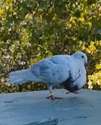 Bastaard Gaditano Doffer, Dieren en Toebehoren, Vogels | Duiven, Mannelijk, Kropper