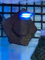 Koralen zeeaquarium, Overige typen, Zoutwatervis, Schoolvis