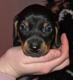 Teckel daschund /Jack Russel pups / puppys nog 2 reutjes!, Dieren en Toebehoren, Jack Russell Terriër, CDV (hondenziekte), 8 tot 15 weken