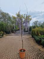 Blauwe regen op stam Wisteria, Tuin en Terras, 100 tot 250 cm, Zomer, Ophalen, Volle zon