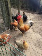 Mooie gezonde haan en kippen (6) te koop ( ook los te koop), Mannelijk, Kip