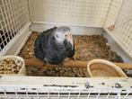 Te koop grijze roodstaartpapegaai type Timneh, Dieren en Toebehoren, Vogels | Parkieten en Papegaaien, Mannelijk, Papegaai, Geringd
