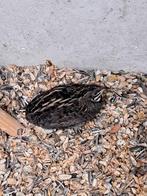 Chinese dwergkwartel haan, Dieren en Toebehoren, Vogels | Overige Vogels, Mannelijk