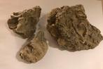 Fossielen schelpen, oestersoorten, Verzamelen, Mineralen en Fossielen, Ophalen of Verzenden, Fossiel